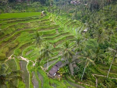 #2 Tegallalang Rice Terraces — Top 10 Things to Do in Bali in 2026