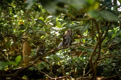 #5 Ubud Monkey Forest — Top 10 Things to Do in Bali in 2026