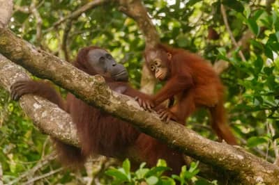 #3 Bornean Orangutans — Top 10 Indonesian Wildlife Encounters in 2026