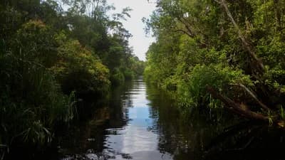 #3 Tanjung Puting National Park — Top 10 Indonesian National Parks in 2026