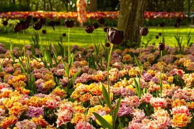 #1 Keukenhof Gardens — Top 10 Tulip & Flower Experiences in the Netherlands 2026