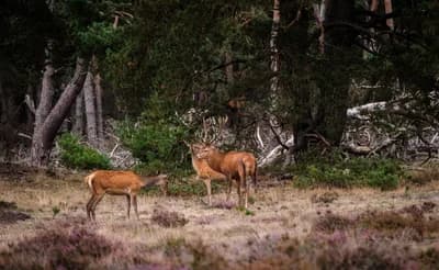#1 De Hoge Veluwe National Park — Top 10 Must-Visit Nature Reserves in the Netherlands for 2026