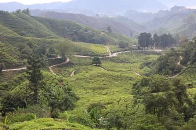 #5 Gunung Brinchang, Cameron Highlands — Top 10 Malaysian Highland Destinations in 2026
