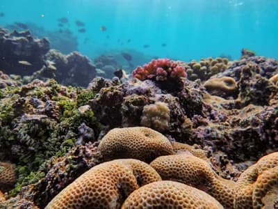 Coral Reefs of Kenting