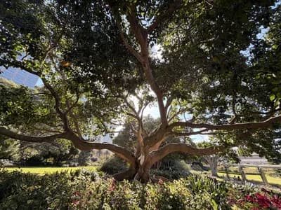 #9 Royal Botanic Garden Sydney — Top 10 Things to Do in Sydney
