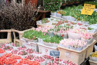 #8 Albert Cuyp Market — Top 10 Things to Do in Amsterdam