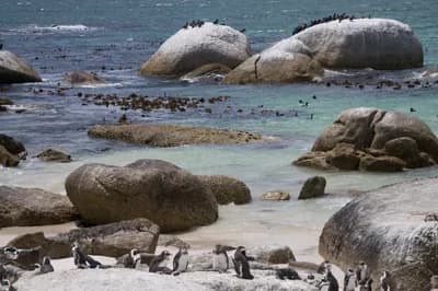 #7 Boulders Beach Penguin Colony — Top 10 Experiences in Cape Town