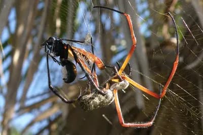 #9 Nephila Capital (Markel) — Top 10 US Climate Risk Insurance Solutions