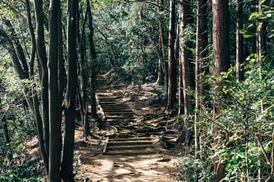 #5 Hike Mount Takao (599m) — Top 10 Things to Do in Tokyo 2026
