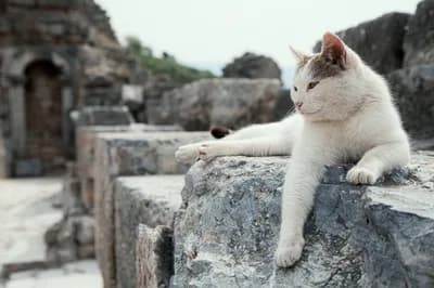 #2 Aegean — Top Cat Breeds — Top Rated