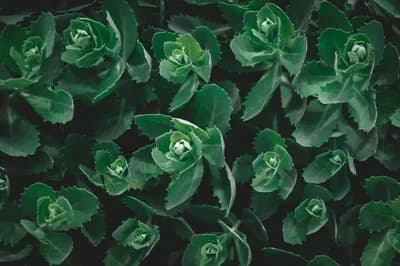 #7 Rhodiola Rosea — Top 10 Best Nootropics and Brain Supplements in 2026