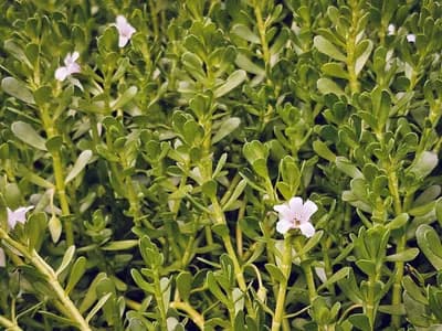 #2 Bacopa Monnieri — Top 10 Best Nootropics and Brain Supplements in 2026