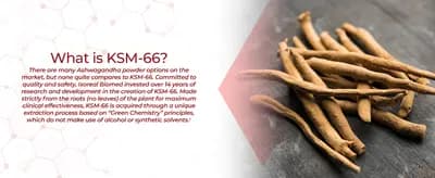 #9 Ashwagandha KSM-66 Extract — Top 10 Best Nootropics and Brain Supplements in 2026