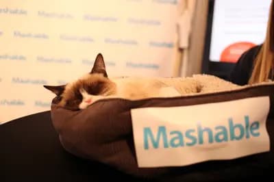 #2 Grumpy Cat (2012) — Top 10 Memes That Defined the 2010S