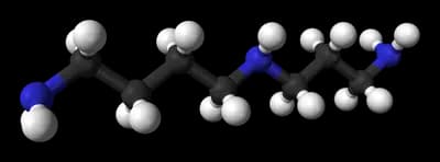 #8 Spermidine — Evidence-Based Longevity Compounds Ranked by Biohacker Impact