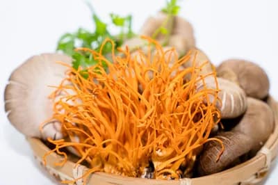 #2 Cordyceps militaris — Top 10 Functional Mushrooms for Brain Health and Energy in 2026