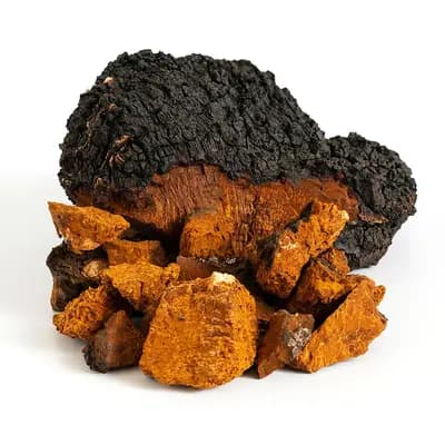 #5 Chaga (Inonotus obliquus) — Top 10 Functional Mushrooms for Brain Health and Energy in 2026