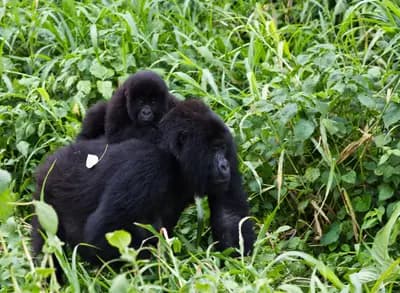 #1 Rwanda — Volcanoes National Park & Gorilla Conservation — Top 10 Regenerative Travel Destinations Making a Positive Impact in 2026