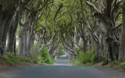 #8 Northern Ireland & the Dark Hedges — Top 10 Set-Jetting Destinations Inspired by Hit TV Shows in 2026