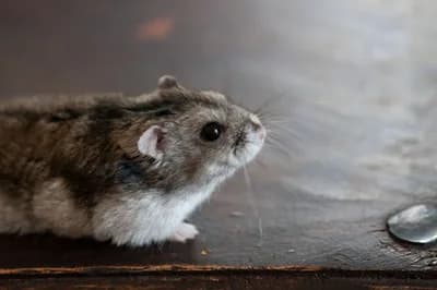 #2 A Physicist Rigged His Pet Hamster’s Wheel to Upload to Strava — Top 10 Hacker News — Top Stories — August 8, 2026