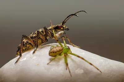 #3 Creepy Crawlies — Top 10 Hacker News — Top Stories — August 31, 2026