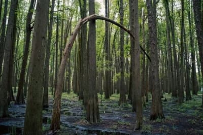 #4 Tension wood: A 'muscle' that can both bend and straighten plants — Top 10 Hacker News — Top Stories — September 9, 2026