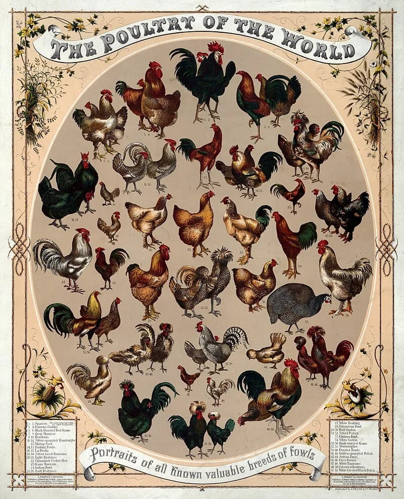 #4 The Haux Giant Omelette — Top 10 Bizarre Easter Celebrations From History