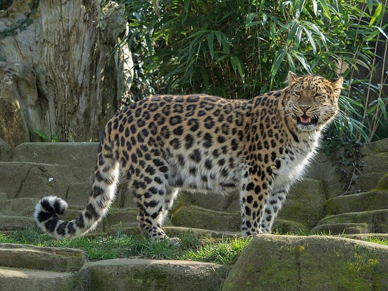 #3 Northeast China Tiger & Leopard National Park — Top 10 China National Parks & Nature Reserves