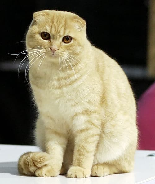#6 Scottish Fold — Top 10 Cat Breeds That Actually Like People