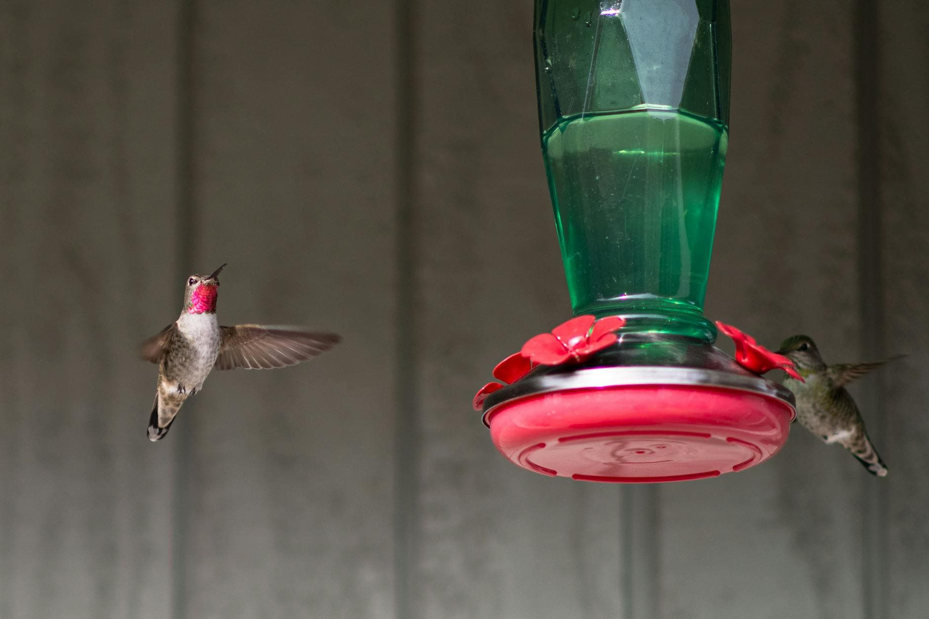 #3 Hummingbird Technologies — Top 10 European AgriTech Companies 2026