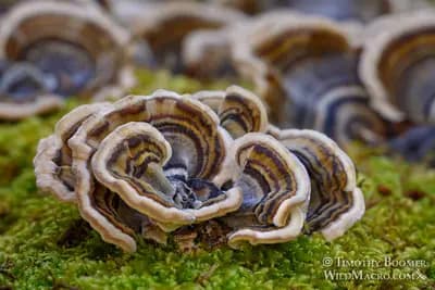 #4 Turkey Tail (Trametes versicolor) — Top 10 Functional Mushrooms for Brain Health and Energy in 2026