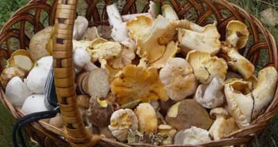 #7 Shiitake (Lentinula edodes) — Top 10 Functional Mushrooms for Brain Health and Energy in 2026