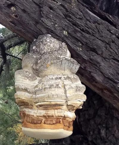 #9 Agarikon (Fomitopsis officinalis) — Top 10 Functional Mushrooms for Brain Health and Energy in 2026